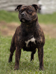 стаффордширский бультерьер